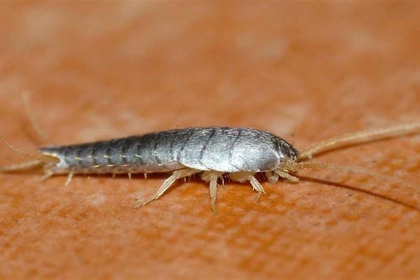 السمكة الفضية