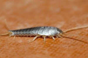 أقوى طرق مكافحة السمكة الفضية في مصر 2026